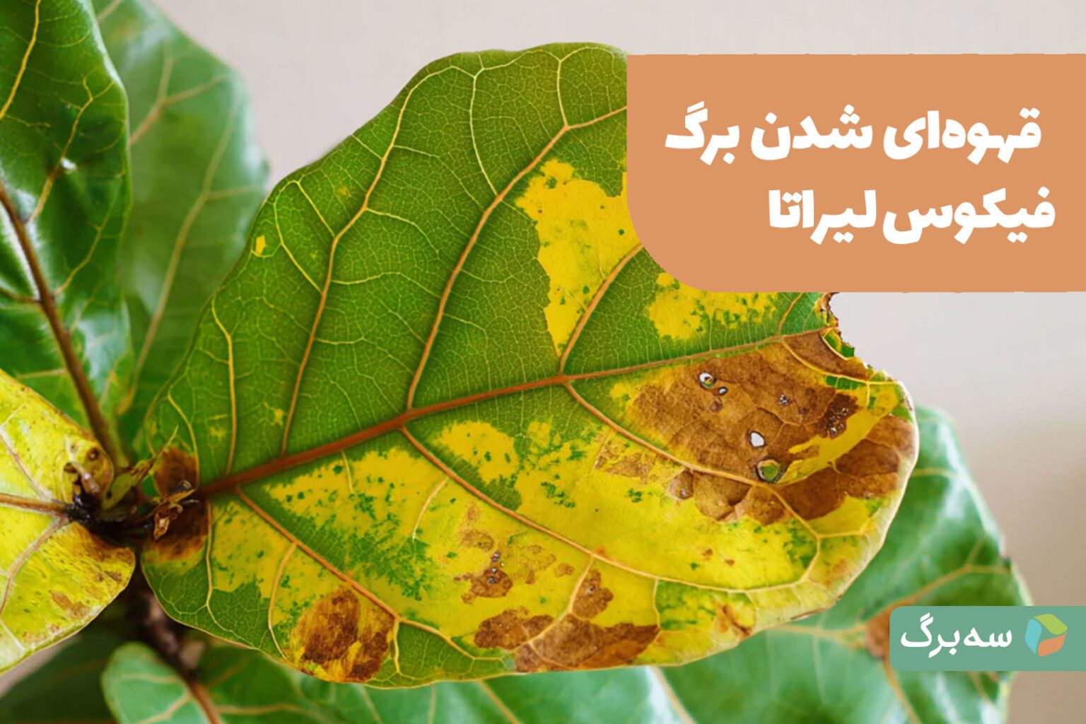 قهوه‌ای شدن برگ فیکوس لیراتا