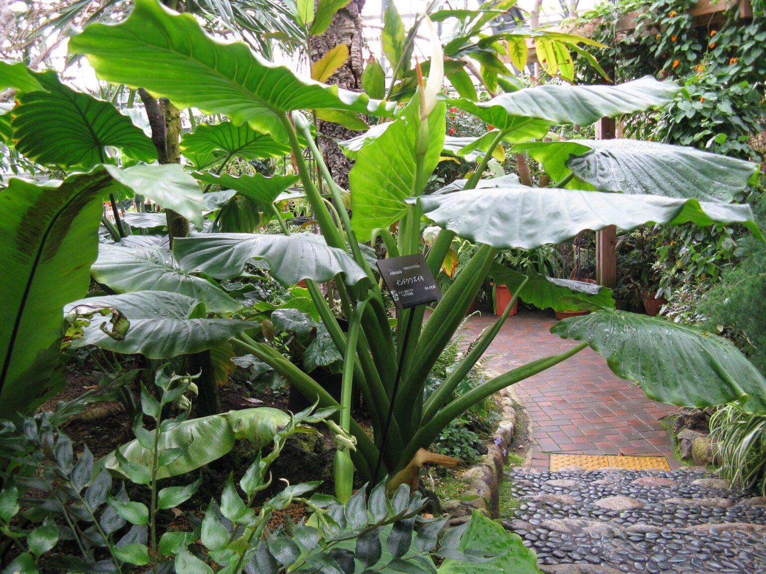 بابا آدم گوشفیلی؛ معرفی و نگهداری Alocasia macrorrhizos بوته بزرگ آلوکازیا ماکروریزوس با برگهای پهن پیکانی در گلخانه گیاهشناسی