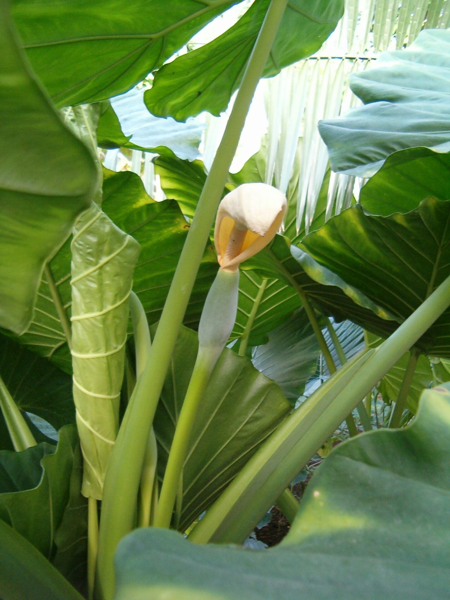 برگ و گلآذین گونه Alocasia macrorrhizos در باغ گیاهشناسی برلین