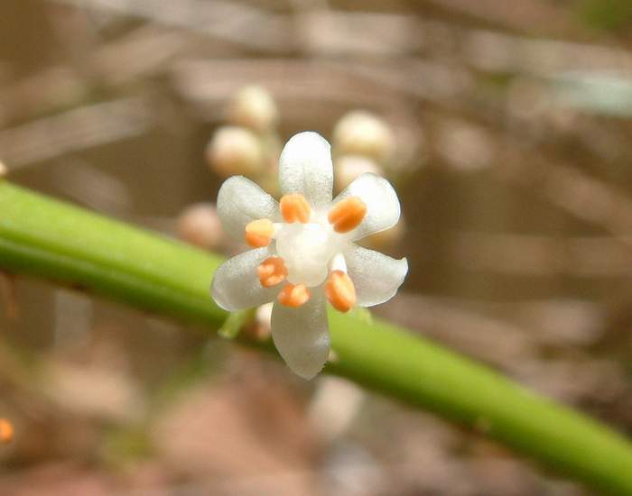 گلهای سفید کوچک واقعی Asparagus setaceus