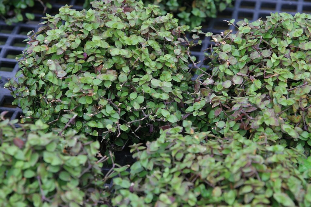 کالیسیا چیست؟ شناسایی و نگهداری Callisia repens عکس مستند Callisia repens با برگهای کوچک سبز روی ساقههای خزنده و متراکم