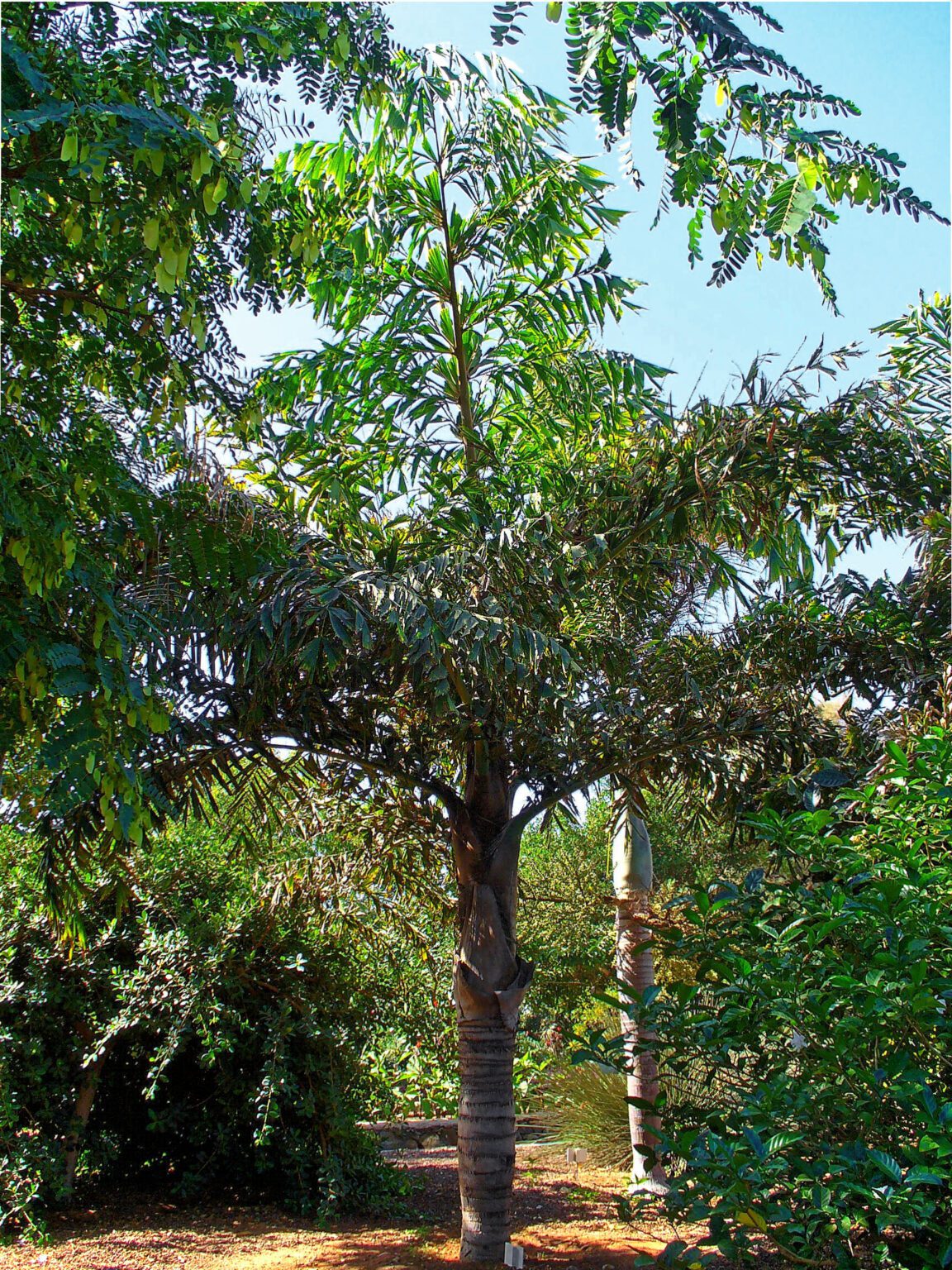 نخل دمماهی (Caryota mitis) | معرفی، نگهداری و سمیت نمای کامل نخل دمماهی Caryota mitis با تنههای کنار هم و برگهای دو بار تقسیمشده