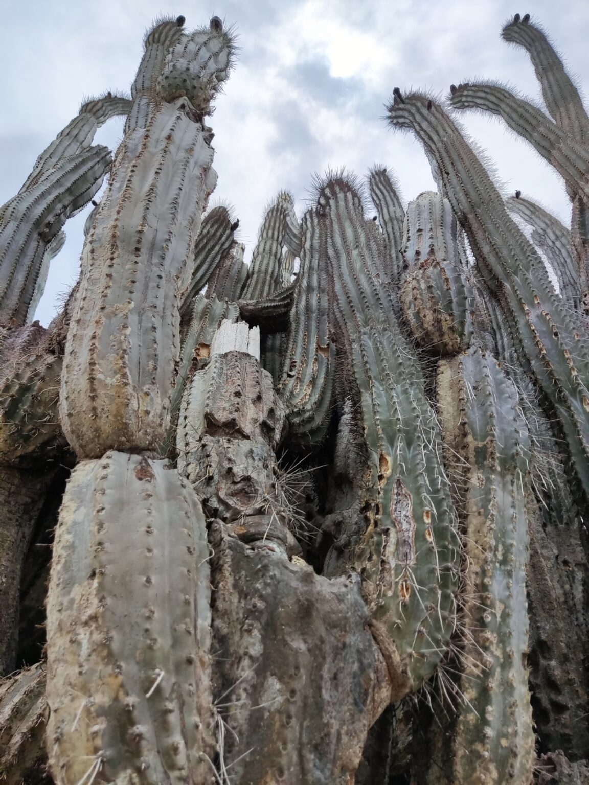 کاکتوس سیلندری پرویی چیست؟ شناسایی و نگهداری Cereus repandus نمای واقعی Cereus repandus با ساقه بلند سبز و شیارهای عمودی خاردار
