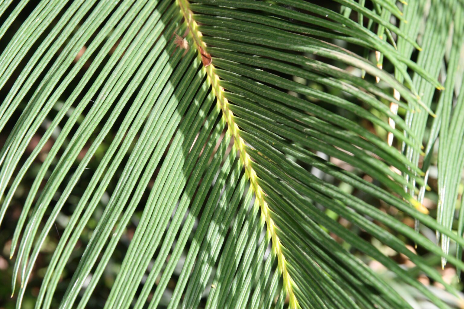 سیکاس (Cycas revoluta) | نگهداری، شناسایی و هشدار سمیت سیکاس Cycas revoluta با تاج برگهای شانهای براق و تنه کوتاه چوبی