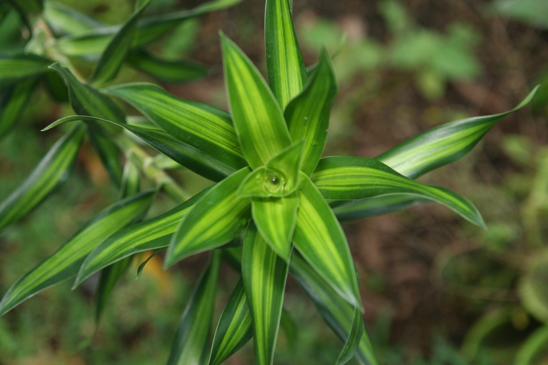 برگهای بیضی و لکهدار Dracaena surculosa با زمینه سبز و لکههای روشن