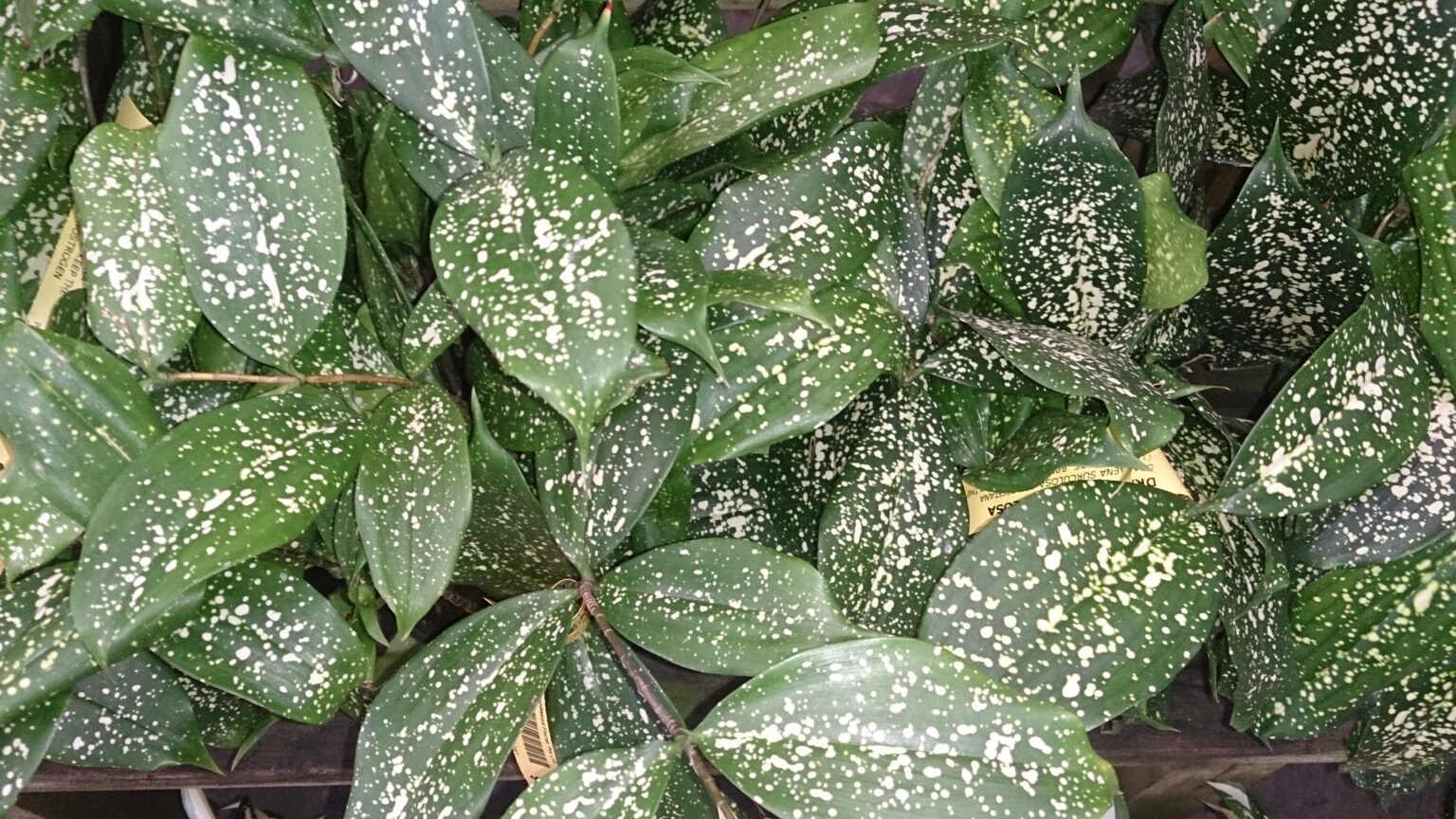 دراسنا خالدار (Dracaena surculosa) | معرفی و نگهداری دراسنا خالدار Dracaena surculosa با ساقههای باریک و برگهای سبز لکهدار