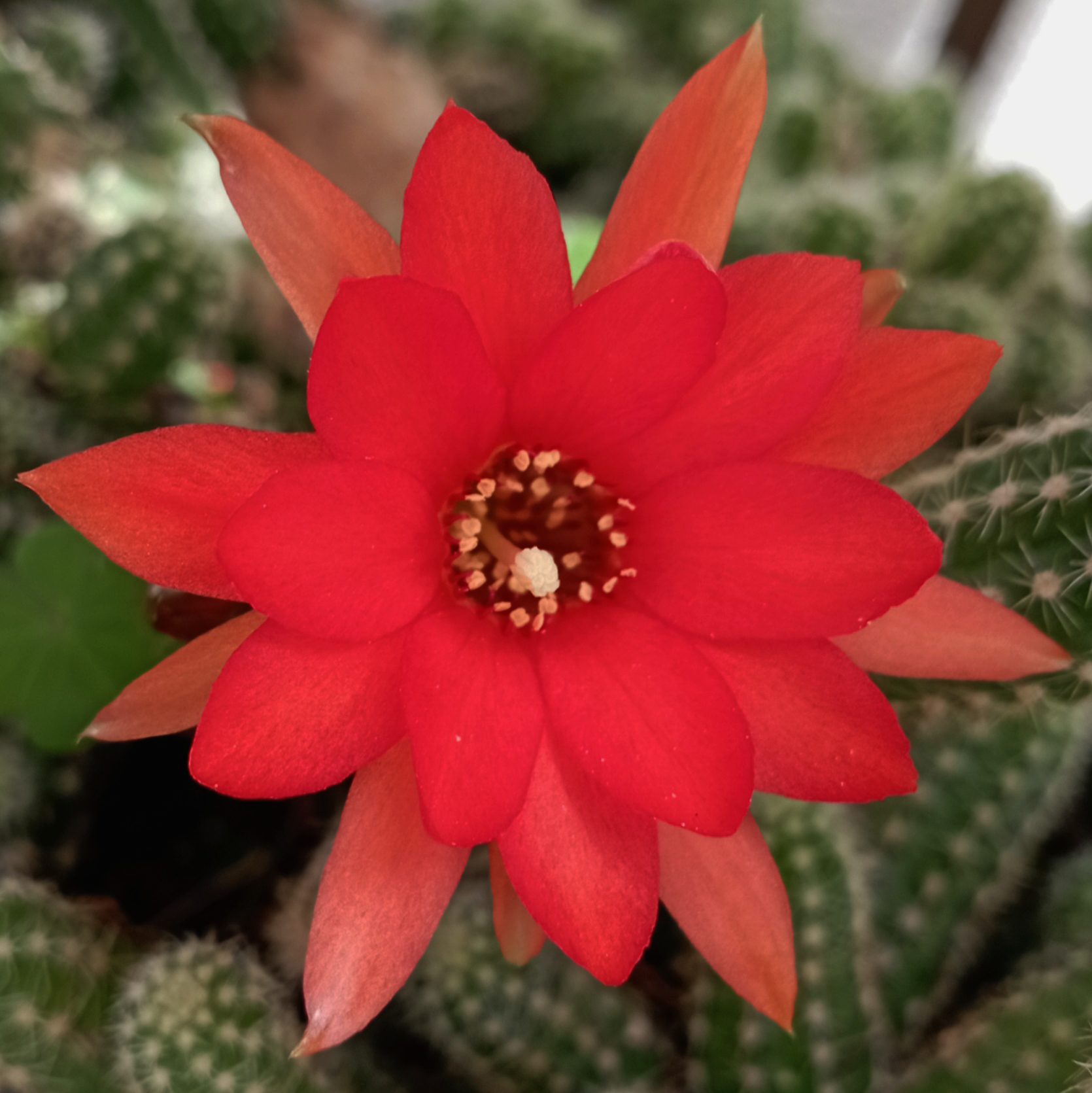 گل طبیعی نارنجی سرخ Echinopsis chamaecereus