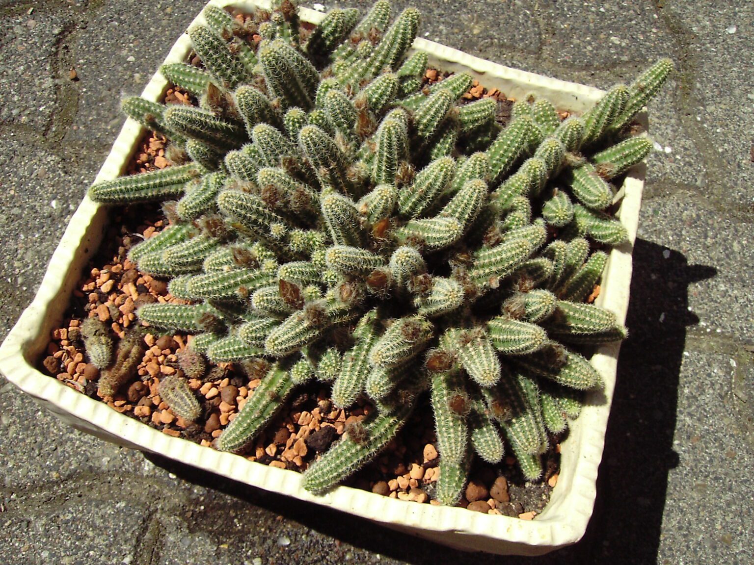 کاکتوس بادامزمینی چیست؟ شناسایی و نگهداری Echinopsis chamaecereus بوته کاکتوس بادامزمینی با ساقههای باریک انگشتی و شیارهای خاردار