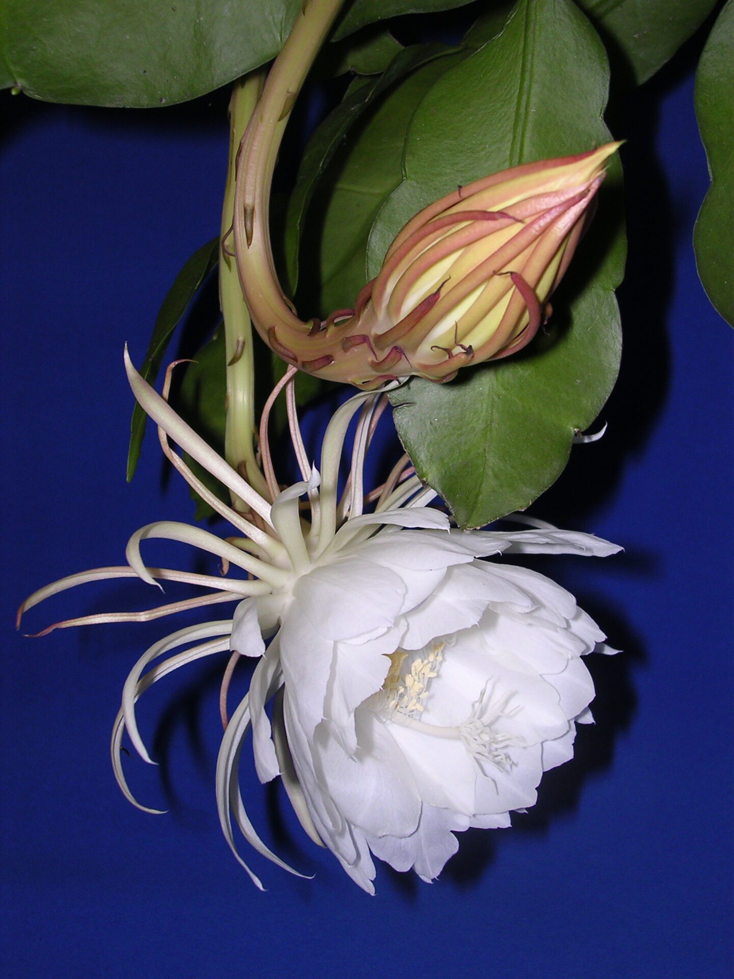 گل سفید و معطر واقعی Epiphyllum oxypetalum