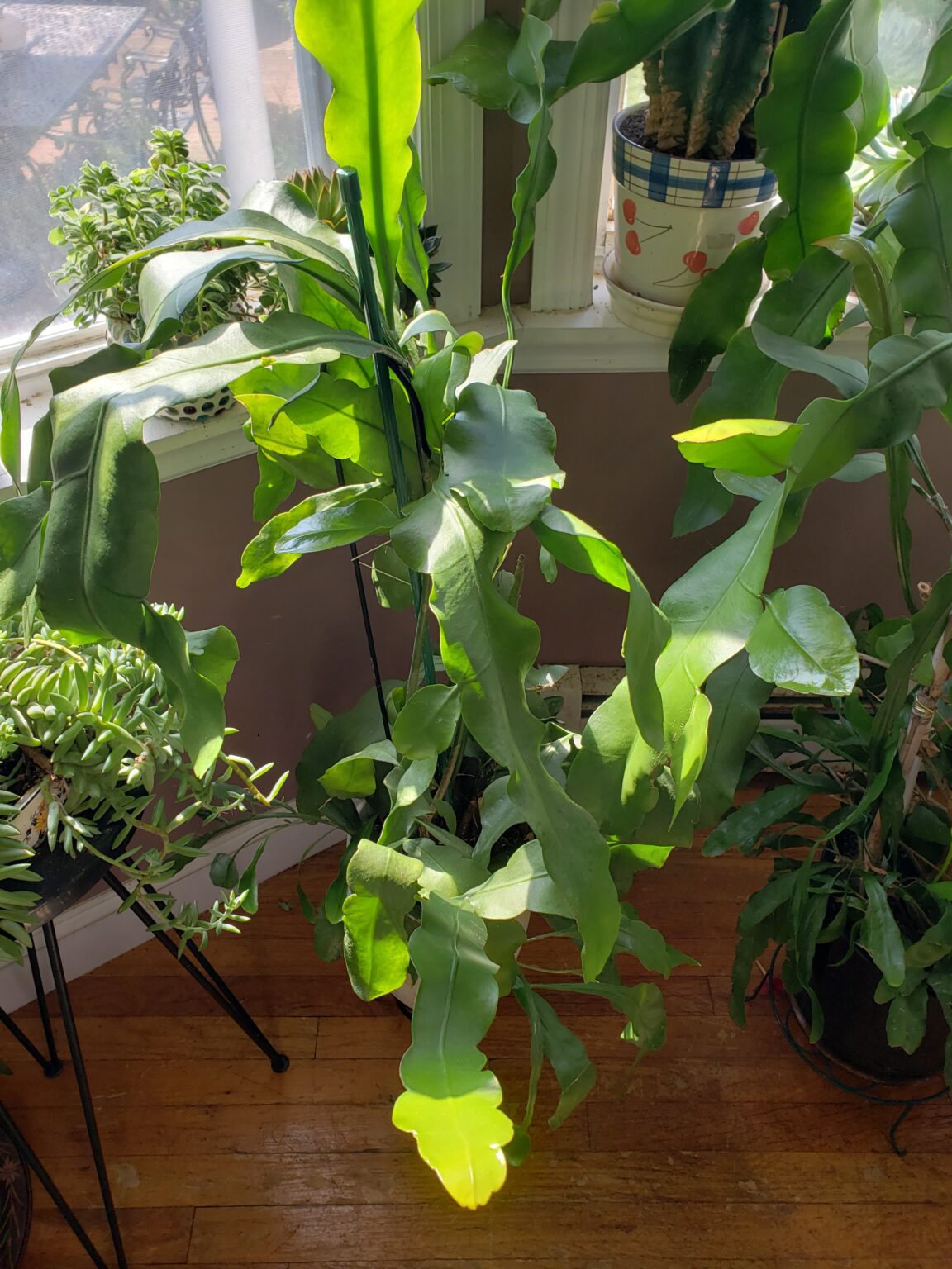 کاکتوس گل شببو چیست؟ معرفی و نگهداری Epiphyllum oxypetalum نمای کامل اپیفیلوم اکسیپتالوم با ساقههای تخت برگمانند و رشد گسترده