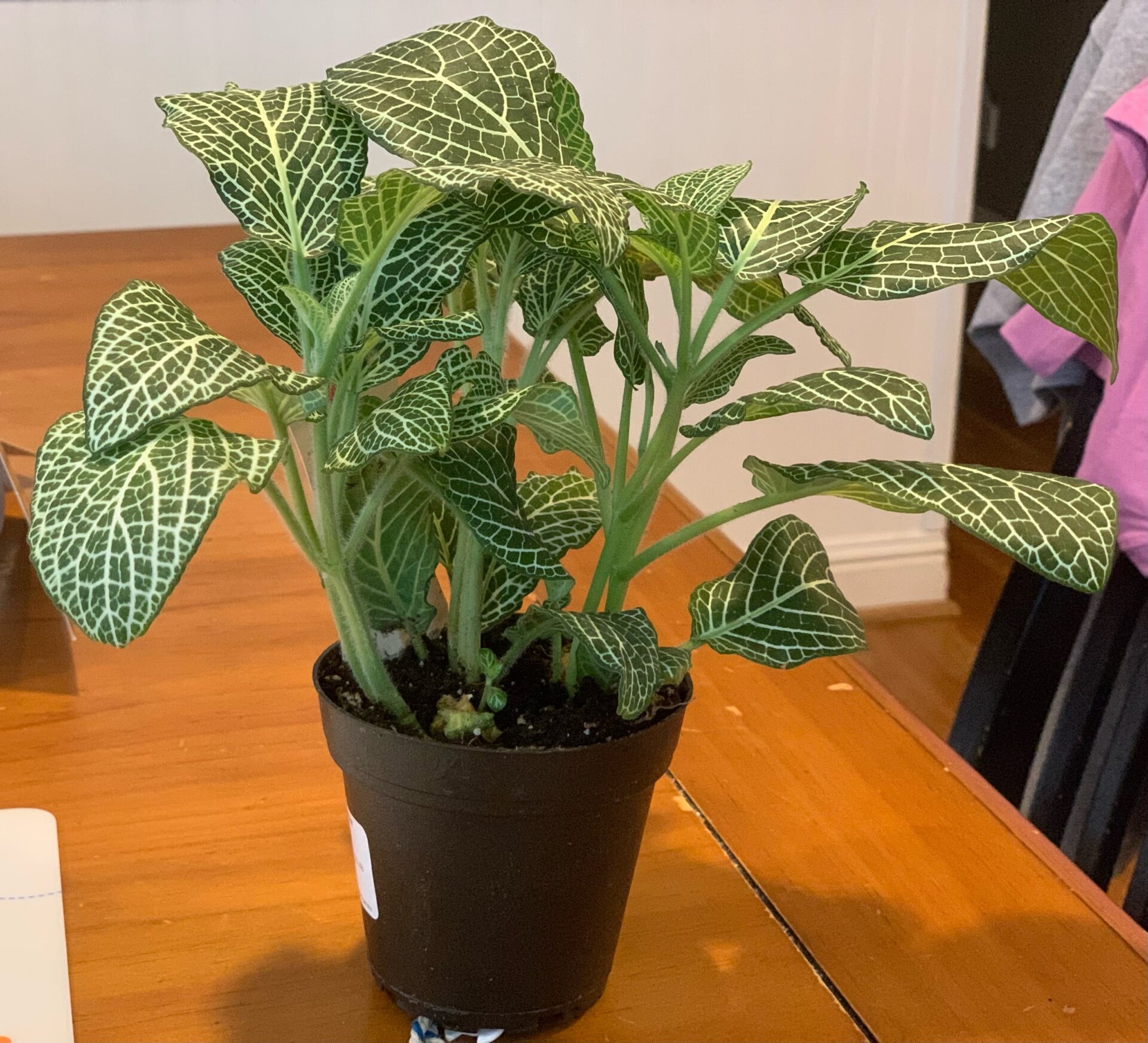 فیتونیا Fittonia albivenis در گلدان با رگبرگ‌های سفید