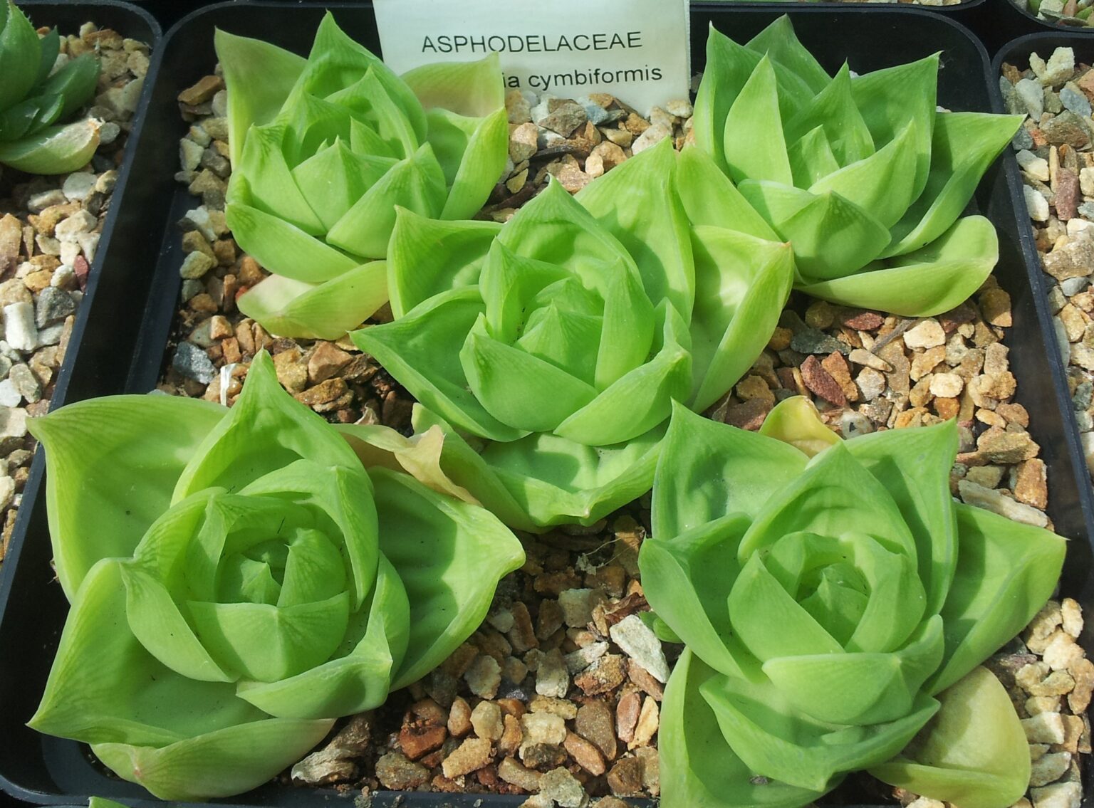 هاورتیا سیمبیفورمیس (Haworthia cymbiformis) | شناخت و نگهداری چند رزت هاورتیا سیمبیفورمیس با برگهای گوشتی سبز و نوکهای نیمهشفاف در بستر سنگریزه