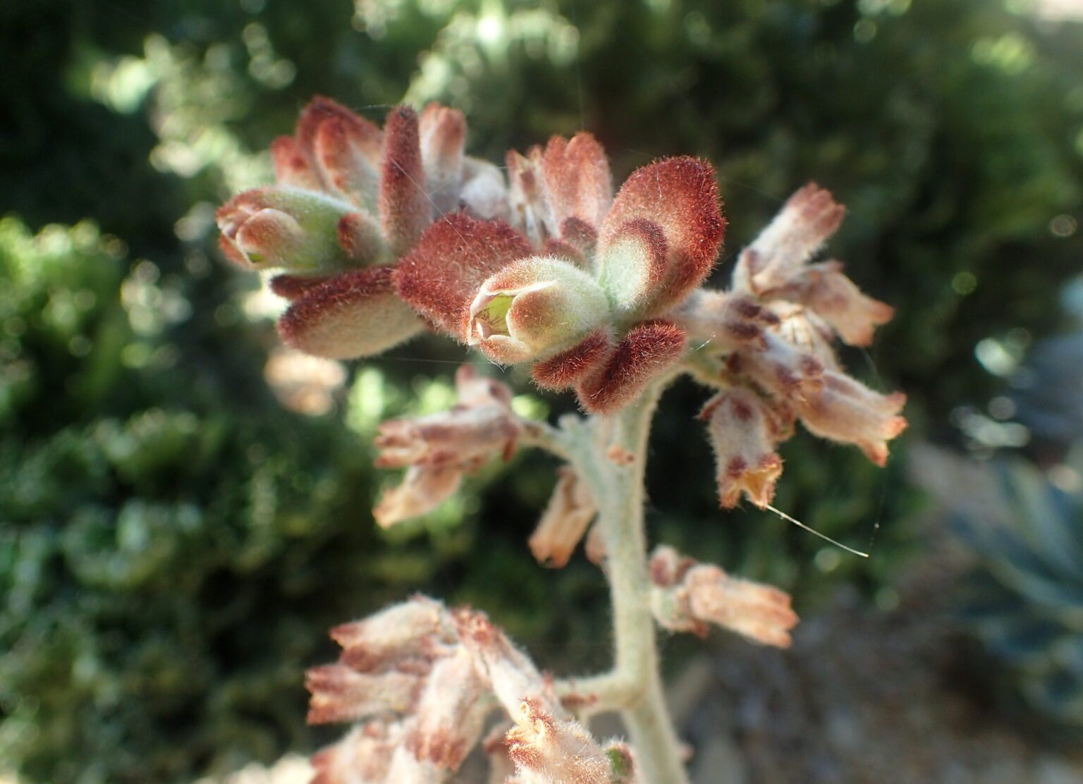 کالانکوئه پاندا چیست؟ شناسایی و نگهداری Kalanchoe tomentosa کالانکوئه پاندا با برگهای کرکدار خاکستری و لبههای قهوهای