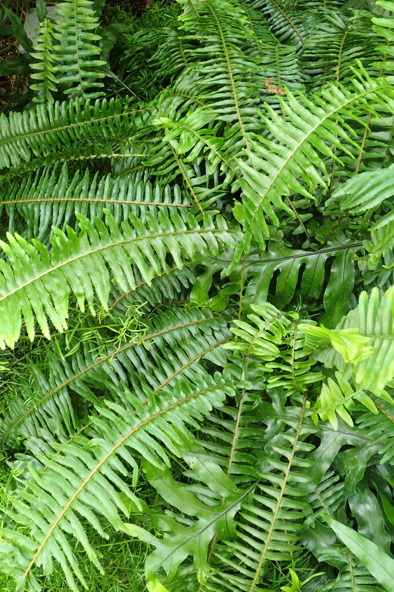 جزئیات برگهای چرمی و سبز سرخس کانگورویی