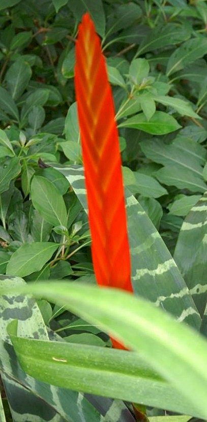 وریزیا شمشیر آتشین واقعی با برگهای راهراه و سنبله سرخ قائم