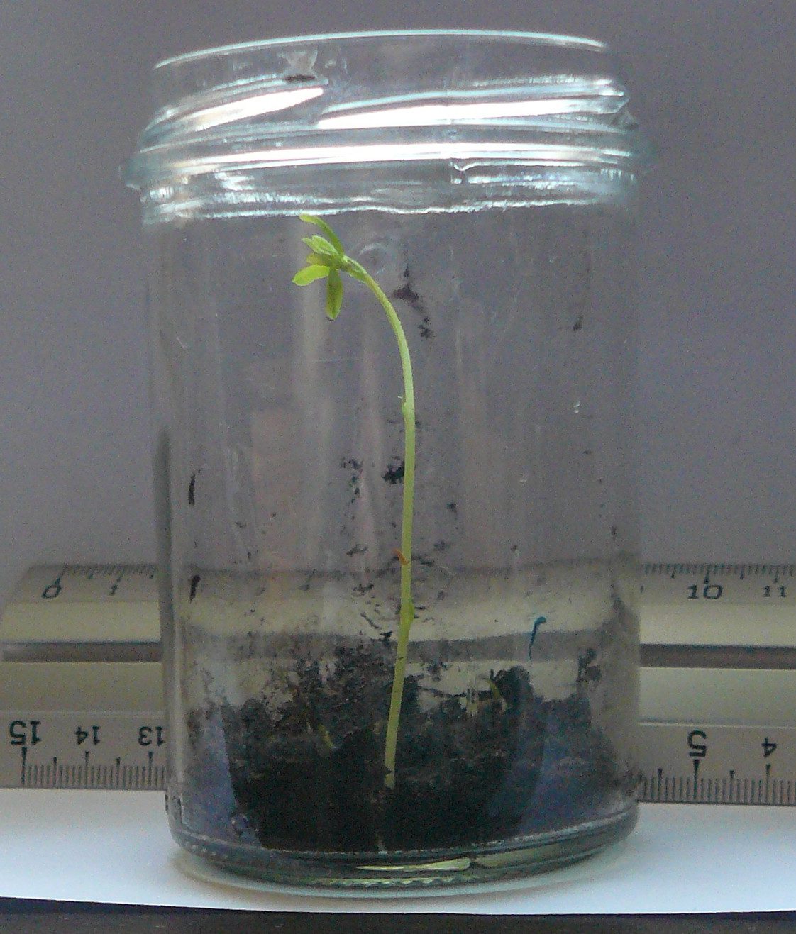 گیاهچههای جوان عدس Lens culinaris در ظرف شیشهای، نه سبزه کامل تزئینی هفتسین