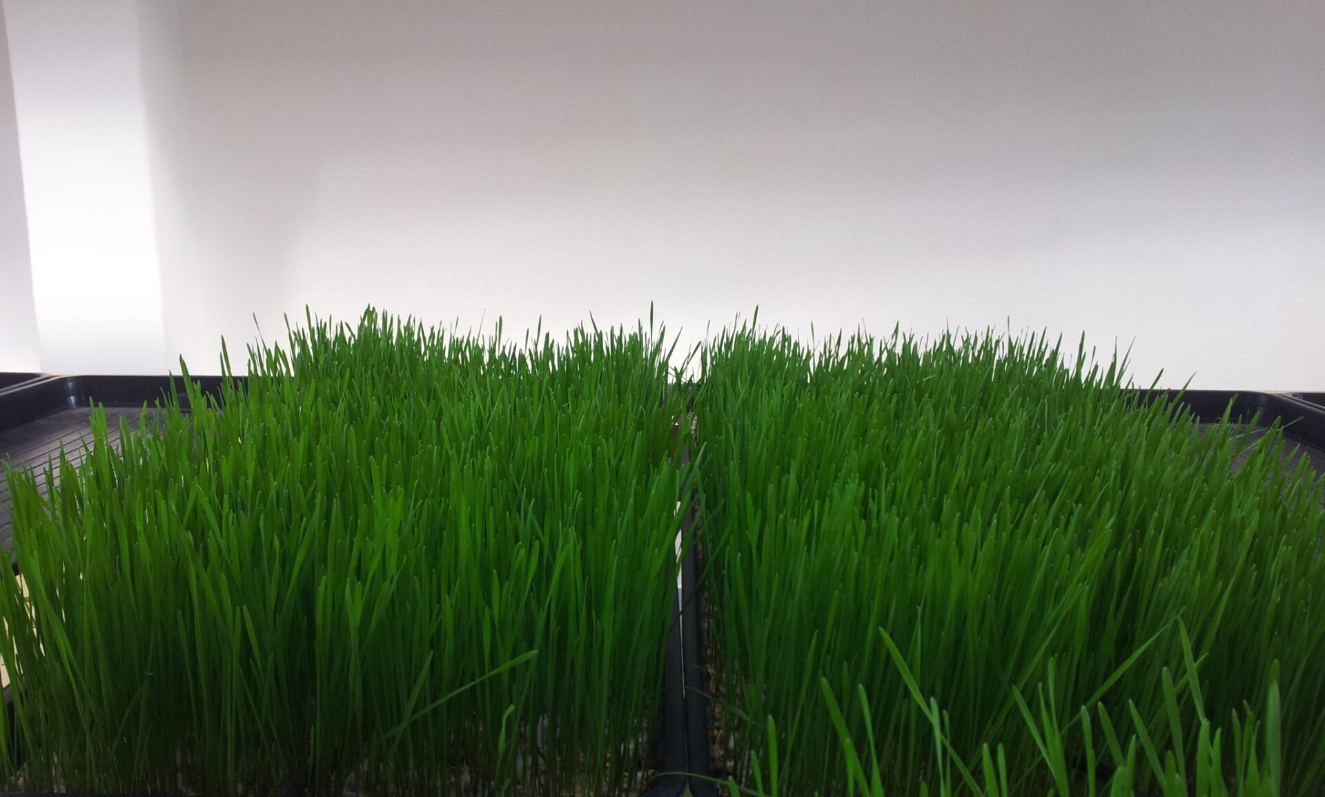 برگهای نواری سبز گندم Triticum aestivum در مرحله رشد سبزه
