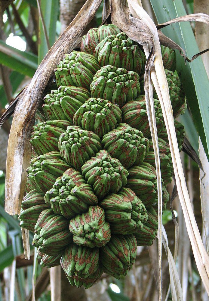 نمای میوه چندبخشی واقعی Pandanus tectorius