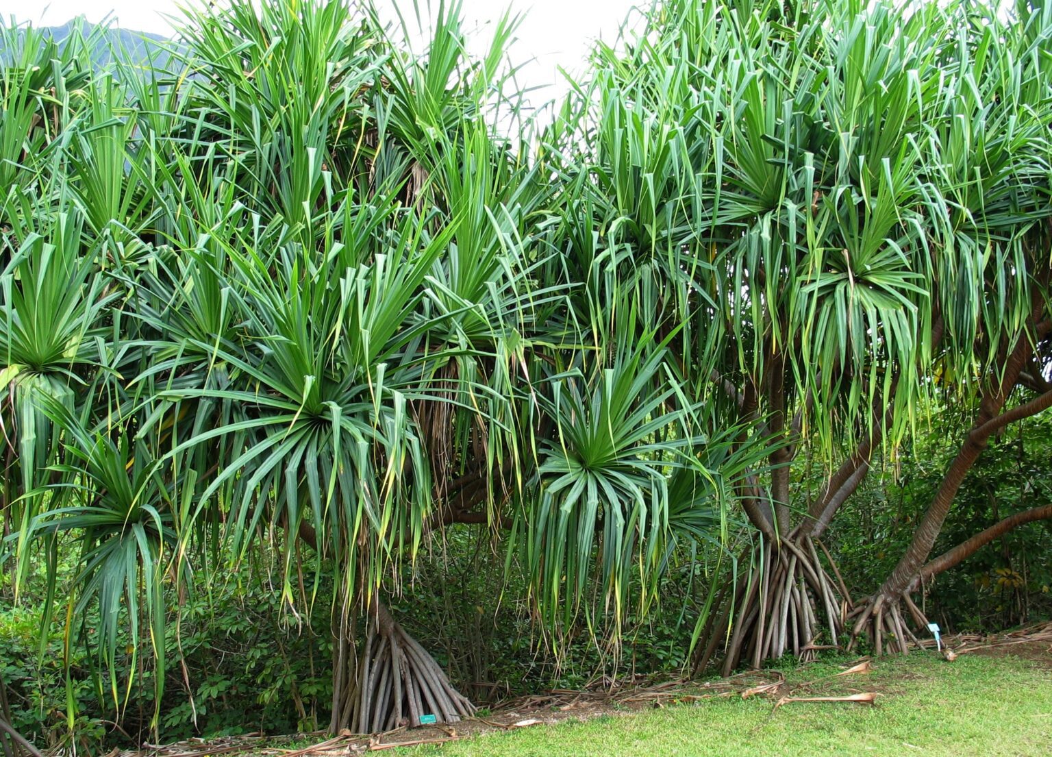 پاندانوس تکتوریوس چیست؟ شناسایی گونه مادر و نگهداری گلدانی پاندانوس تکتوریوس Pandanus tectorius بالغ در باغ گیاهشناسی با برگهای نواری شعاعی و پایه هوایی