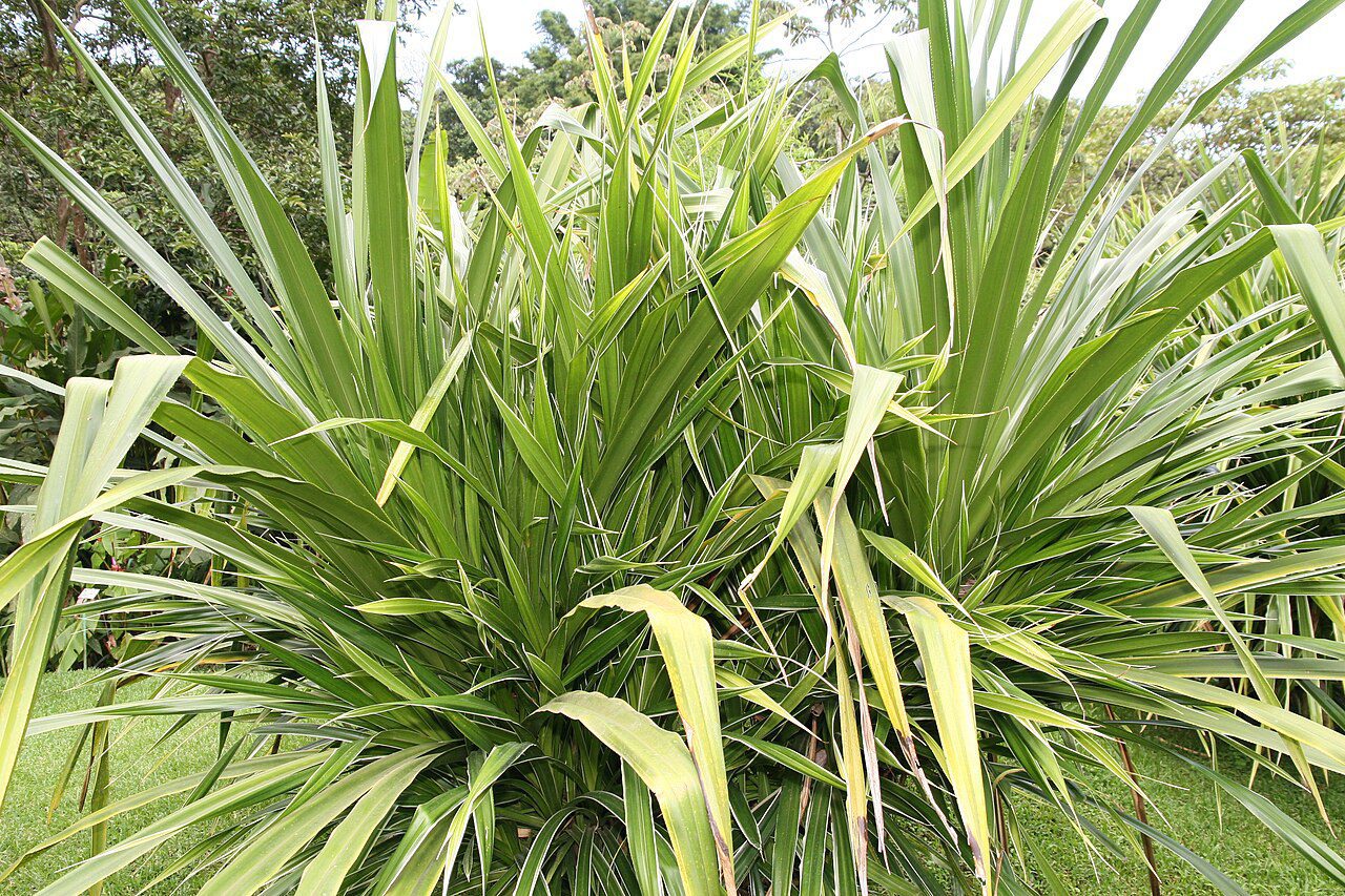 عکس واقعی از آرشیو Pandanus veitchii و آرایش برگهای بلند ابلق