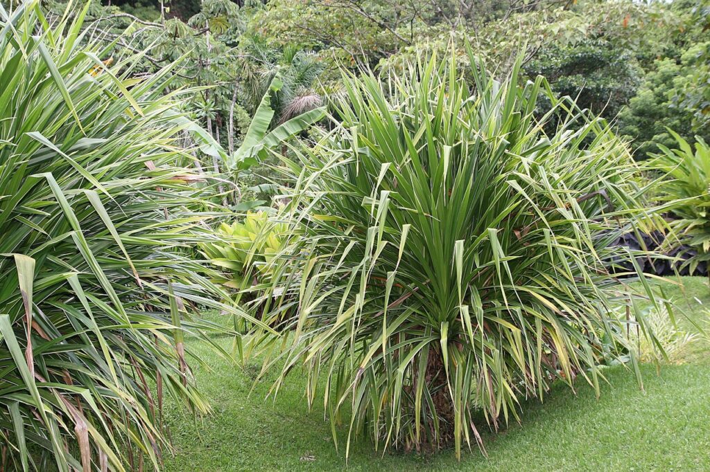 پاندانوس ابلق چیست؟ نگهداری و شناسایی رقم Veitchii نمونه آرشیوی برچسبخورده Pandanus veitchii با تاج متراکم و حاشیه روشن برگ