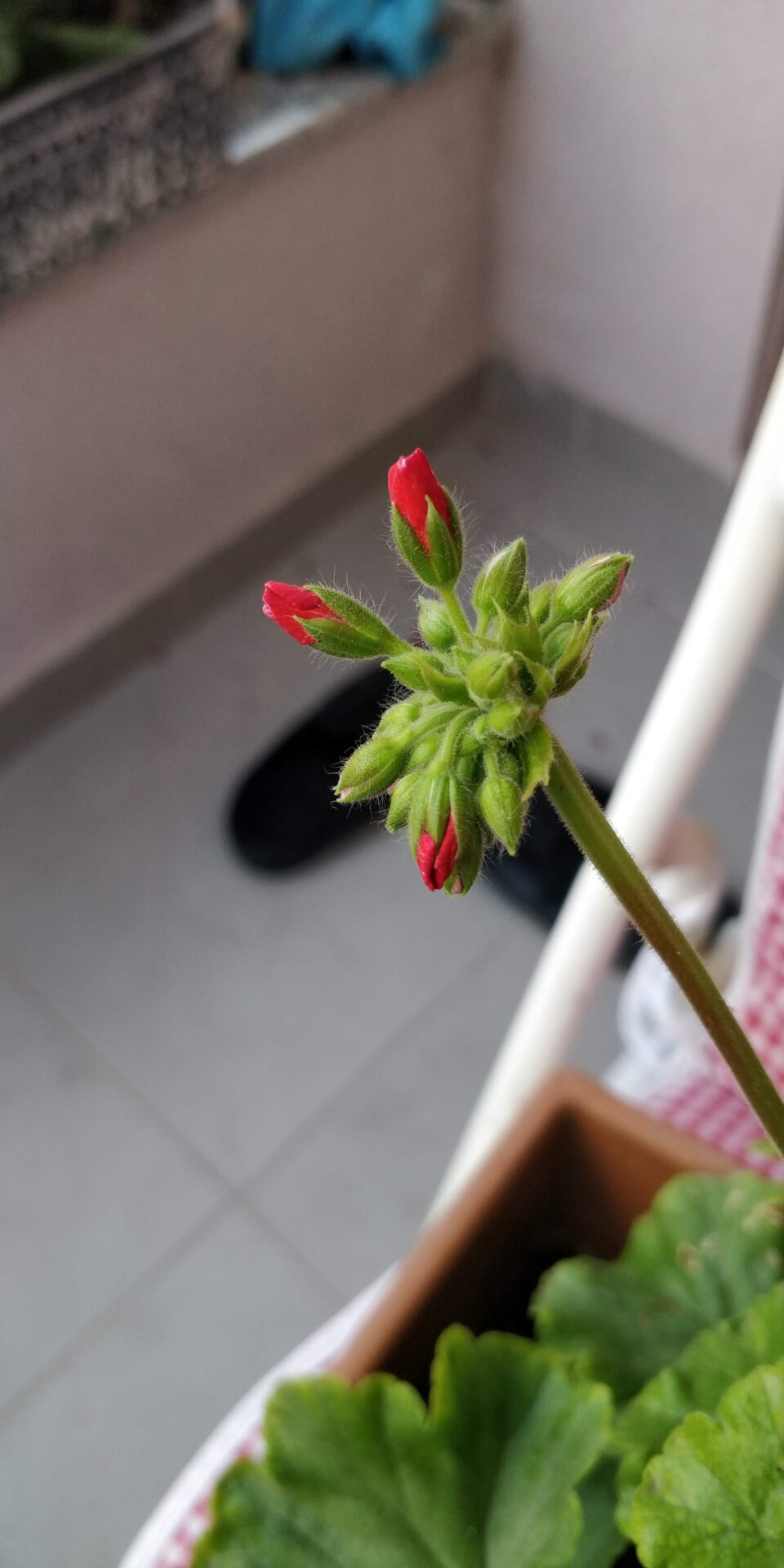 گلآذین قرمز واقعی Pelargonium zonale در حال بازشدن