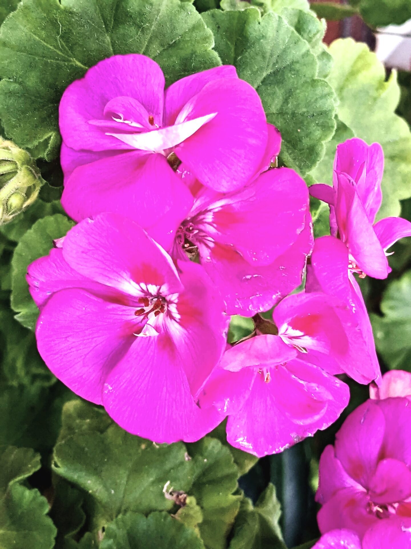 گلهای صورتی و ارغوانی واقعی شمعدانی Pelargonium zonale