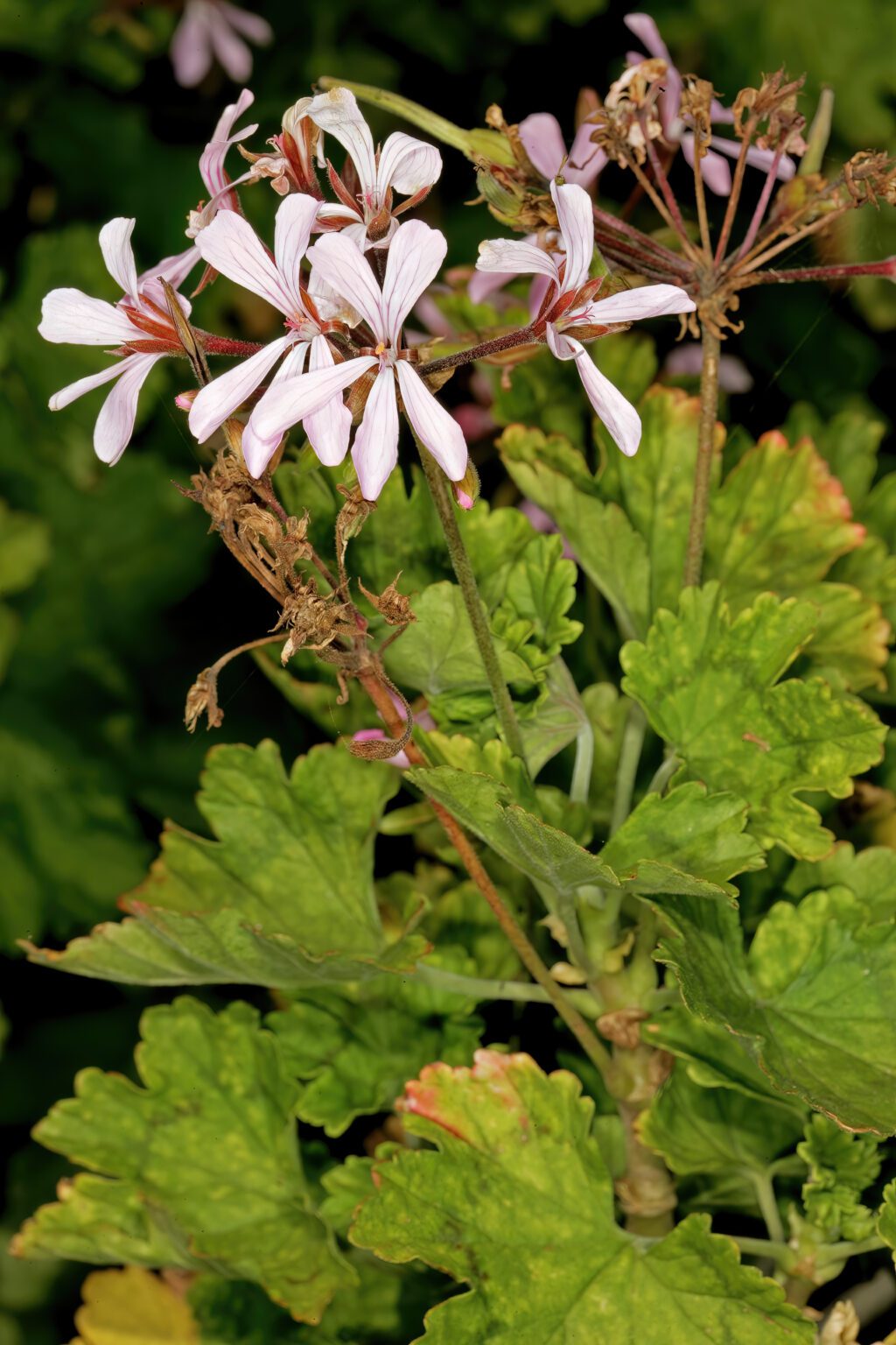 شمعدانی زونال چیست؟ شناسایی و نگهداری Pelargonium zonale عکس واقعی Pelargonium zonale از گلها و اندامهای گیاه در زیستگاه آفریقای جنوبی