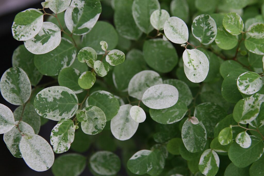 برینیا چیست؟ شناسایی و نگهداری Phyllanthus nivosus نمونه واقعی برینیا Phyllanthus nivosus با نام باغبانی Breynia disticha، شاخههای باریک و برگهای سبز و سفید ابلق
