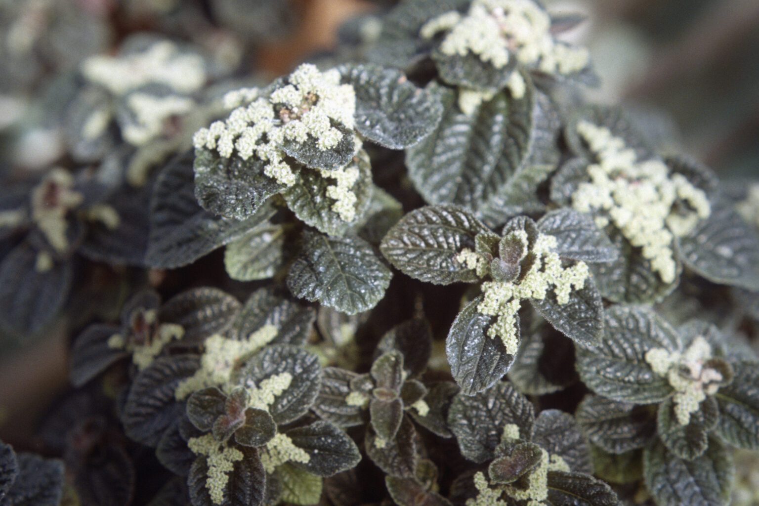پیلهآ دوستی (Pilea involucrata) | معرفی و نگهداری در خانه گیاه پیلهآ دوستی Pilea involucrata با برگهای چیندار سبز و برنزی