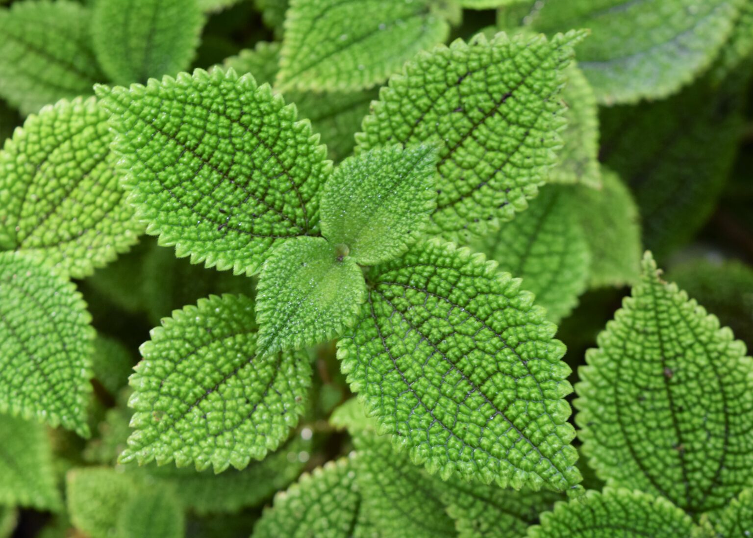 پیلهآ مونولی (Pilea mollis) | شناسایی و نگهداری نمای کامل گیاه پیلهآ مولیس Pilea mollis با برگهای برجسته در باغ گیاهشناسی ورشو