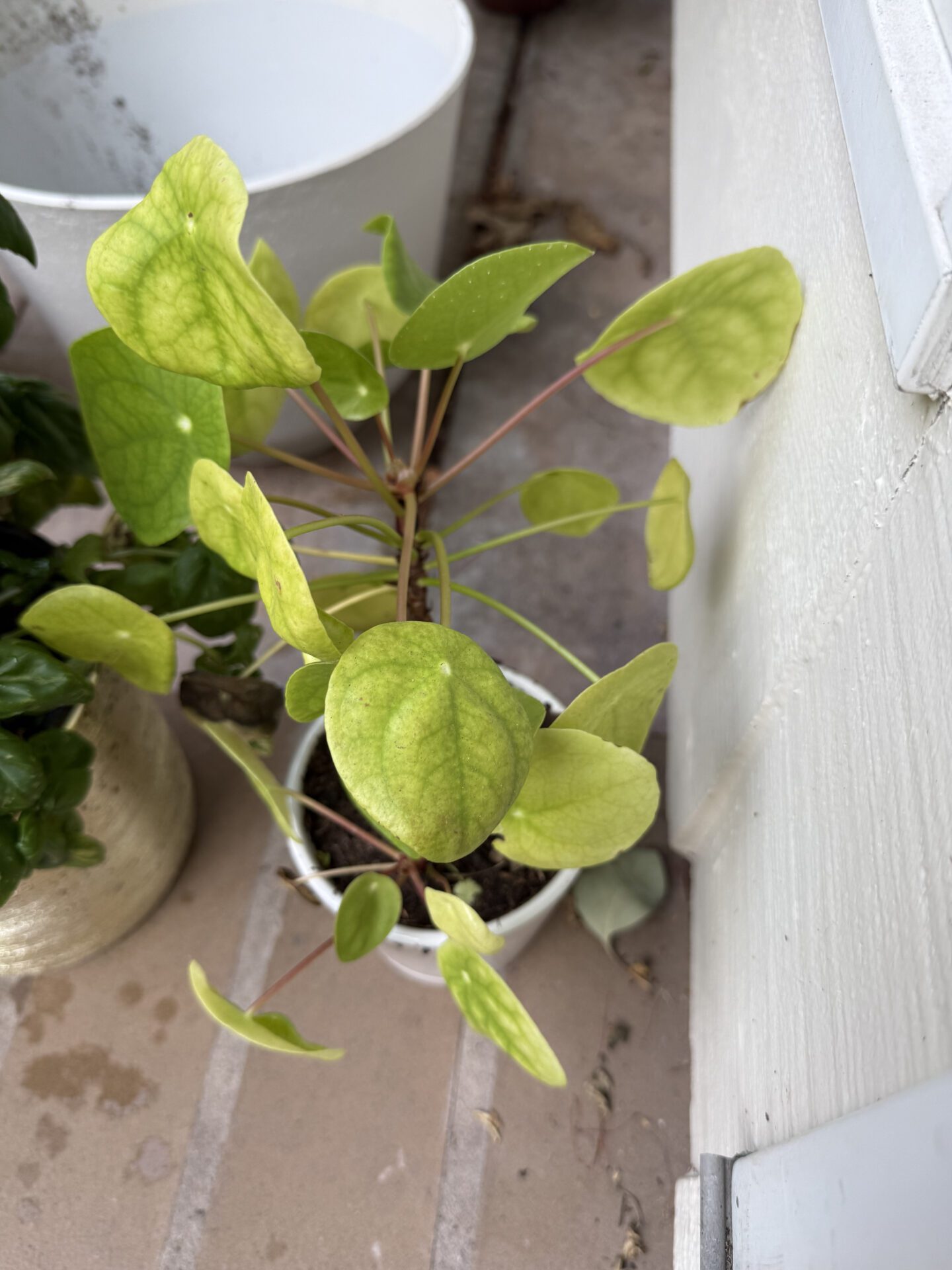پیله‌آ چینی Pilea peperomioides با برگ‌های سکه‌ای روی دمبرگ‌های بلند