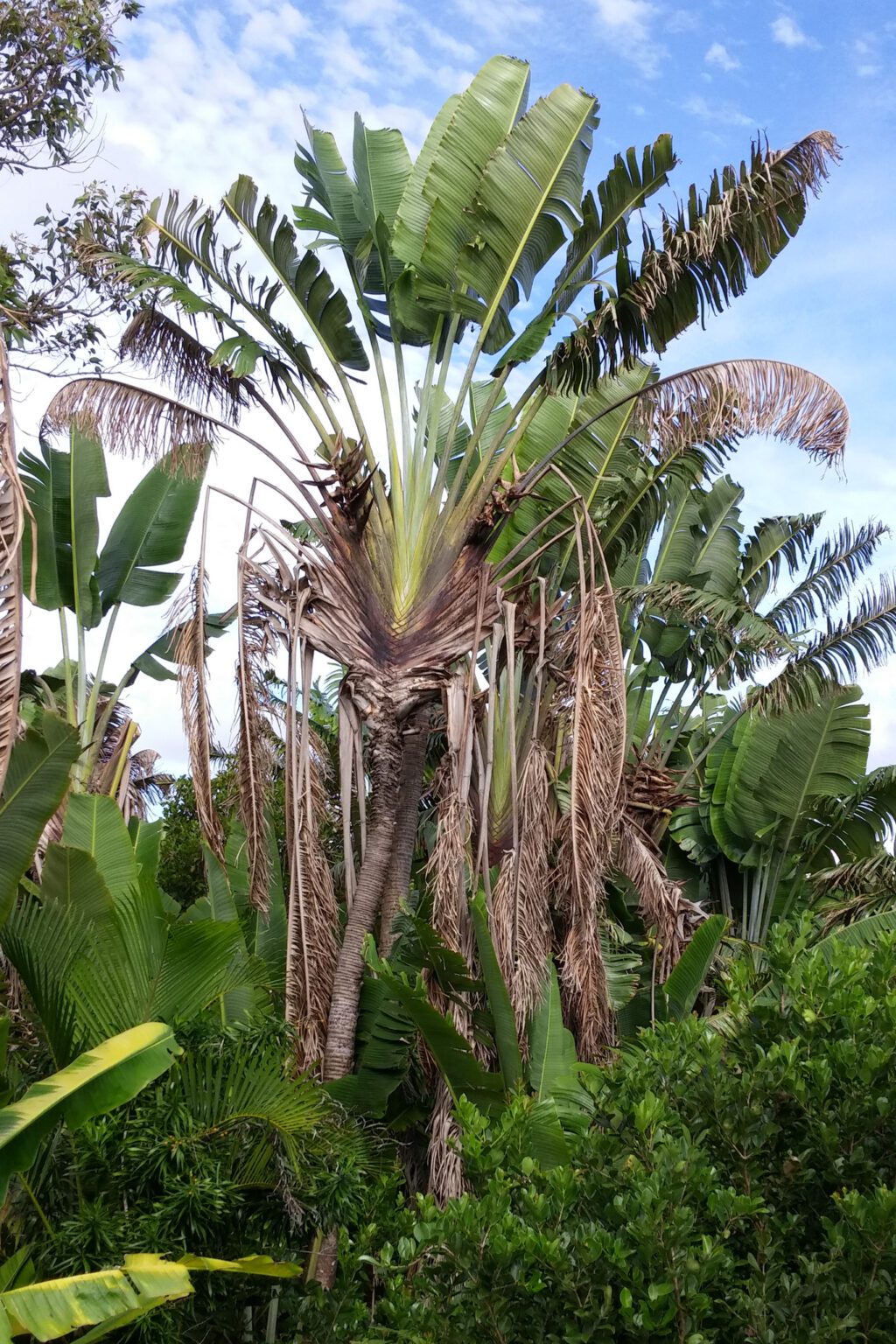 نخل مسافر (Ravenala madagascariensis) | شناسایی و نگهداری در خانه نمای نخل مسافر Ravenala با برگهای بزرگ بادبزنی در منطقه آتسینانانا ماداگاسکار