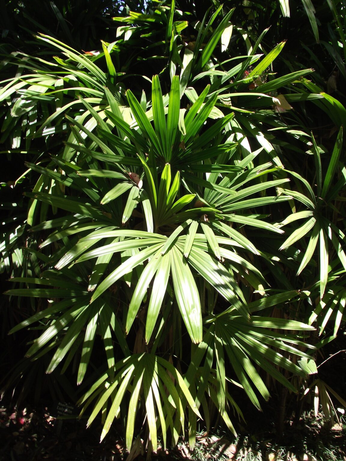 نخل راپیس (Rhapis excelsa) | شناسایی و نگهداری در خانه بوته نخل راپیس با برگهای بادبزنی سبز و ساقههای متعدد