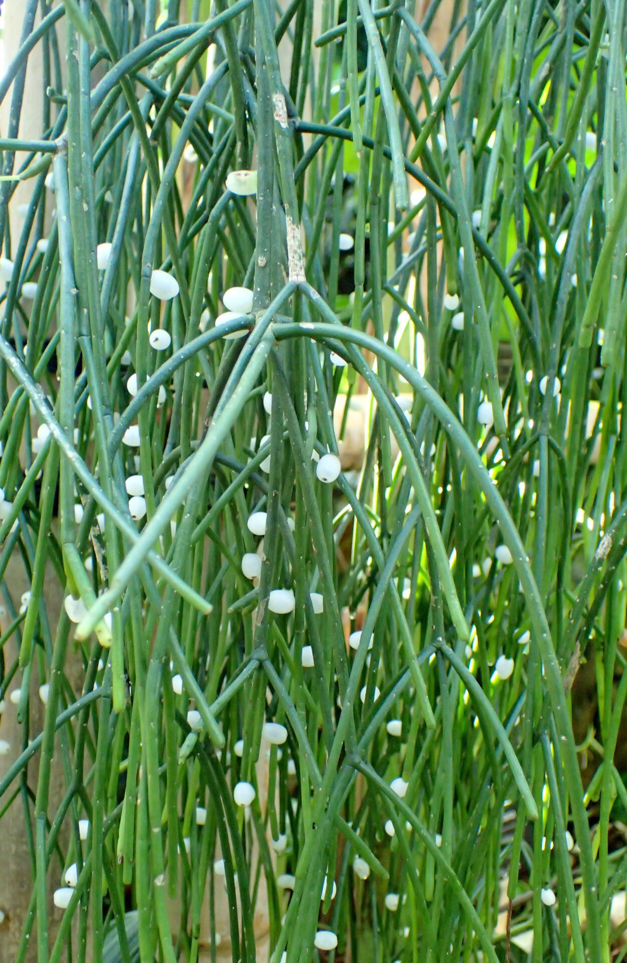 ریپسالیس Rhipsalis baccifera با ساقه‌های آویز سبز