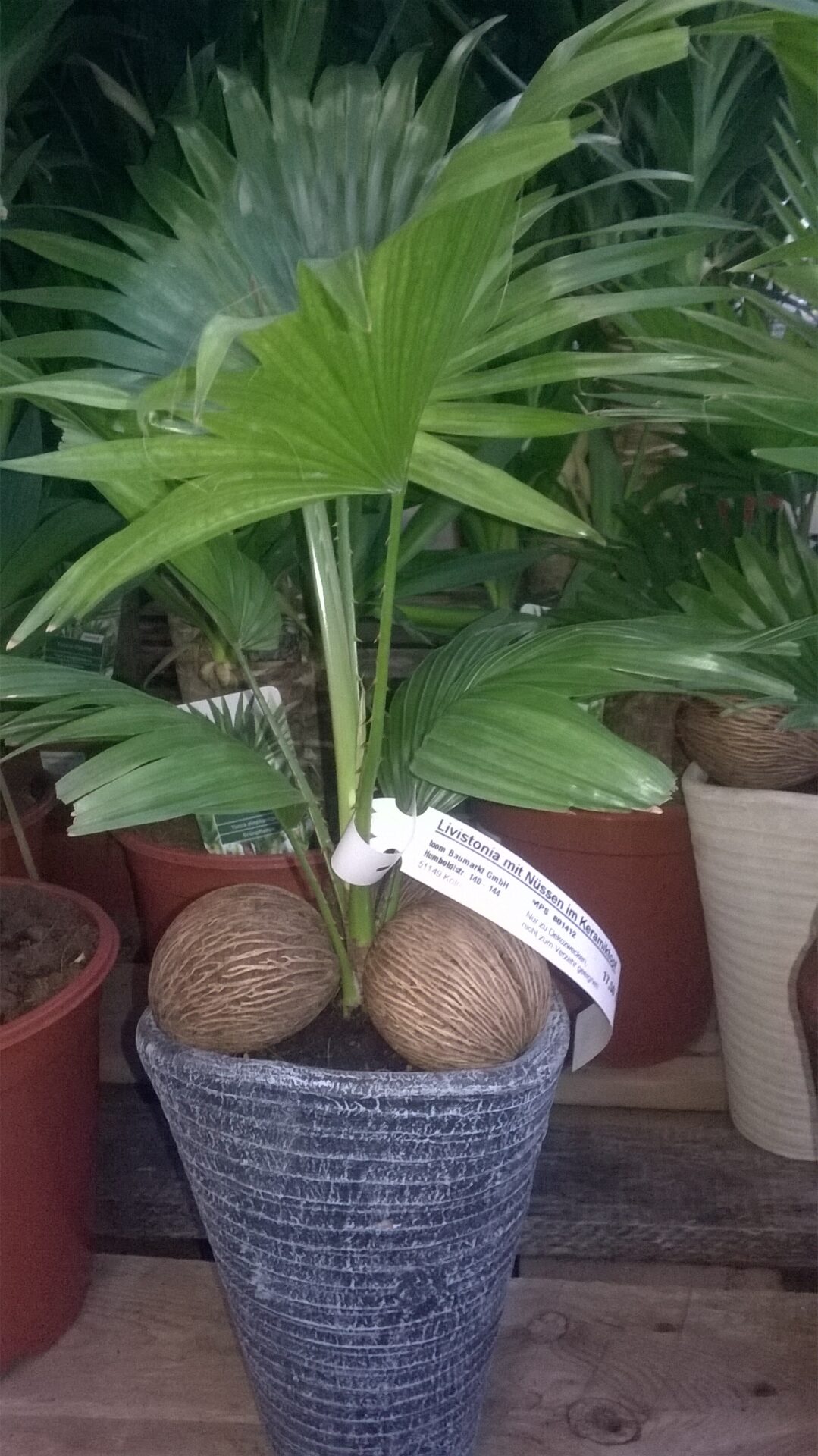 نمونه گلدانی نخل بادبزنی Saribus rotundifolius