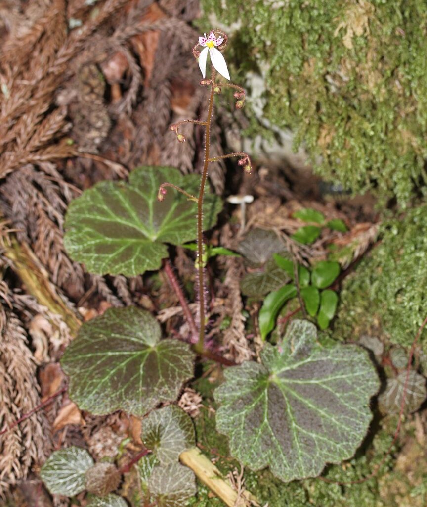 ساکسیفراگا چیست؟ شناسایی و نگهداری Saxifraga stolonifera گیاه واقعی ساکسیفراگا Saxifraga stolonifera با برگهای گرد رگبرگ نقرهای در طبیعت
