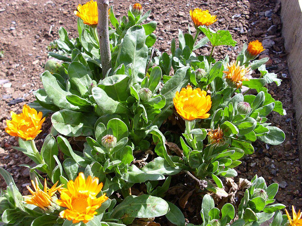 بوته گل همیشهبهار (Calendula officinalis) با گلهای زرد و برگهای سبز