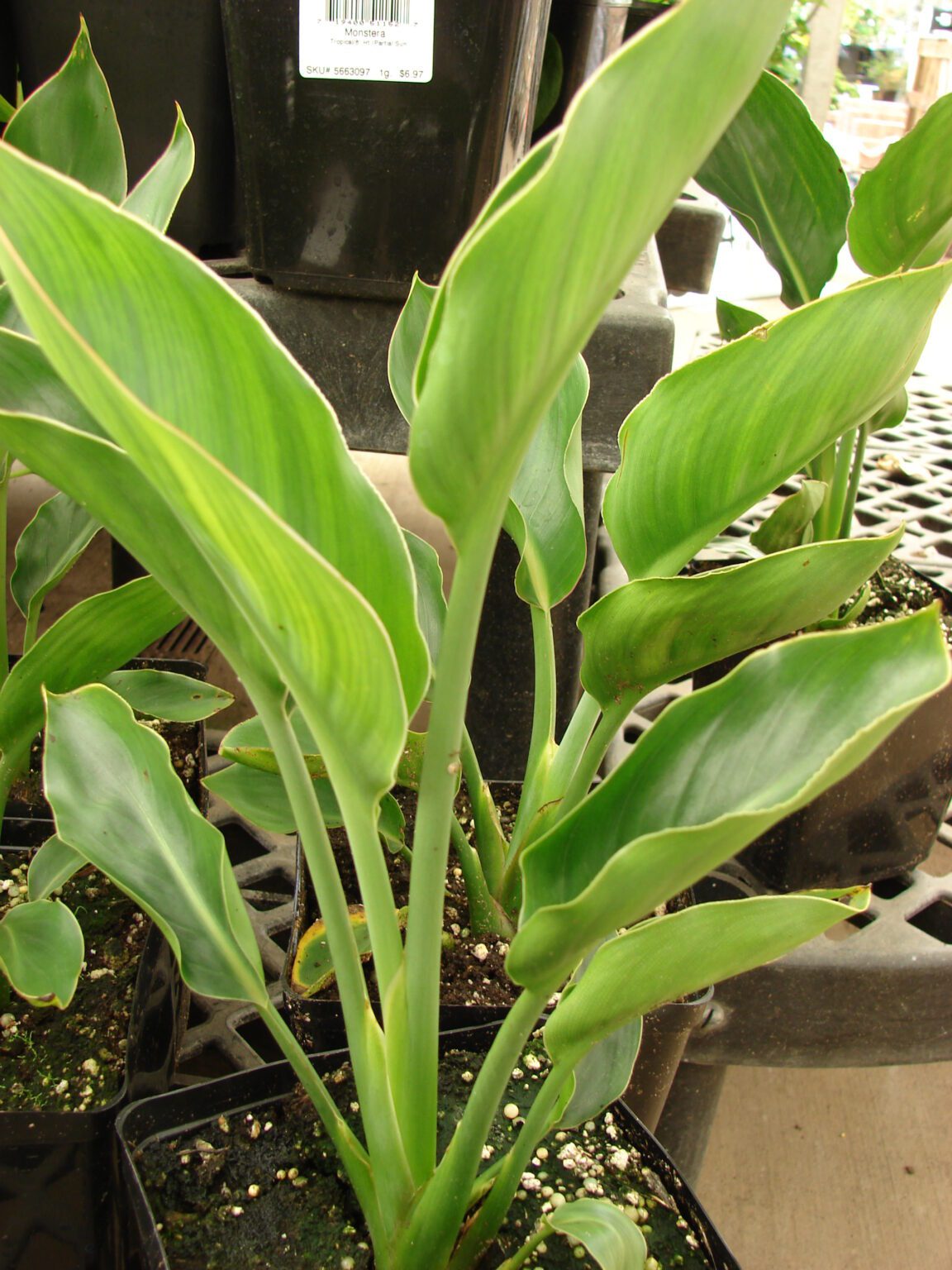 پرنده بهشتی نارنجی (Strelitzia reginae) | شناسایی و نگهداری نمای کلی بوته پرنده بهشتی نارنجی Strelitzia reginae با برگهای بیضی بلند و ساقههای متراکم