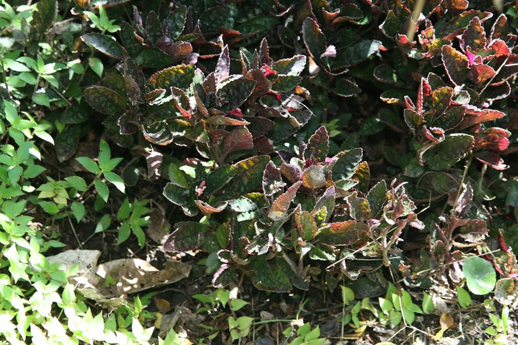 همیگرافیس چیست؟ شناسایی و نگهداری Hemigraphis alternata عکس مستند همیگرافیس Strobilanthes alternata و برگهای آن در باغ گیاهشناسی