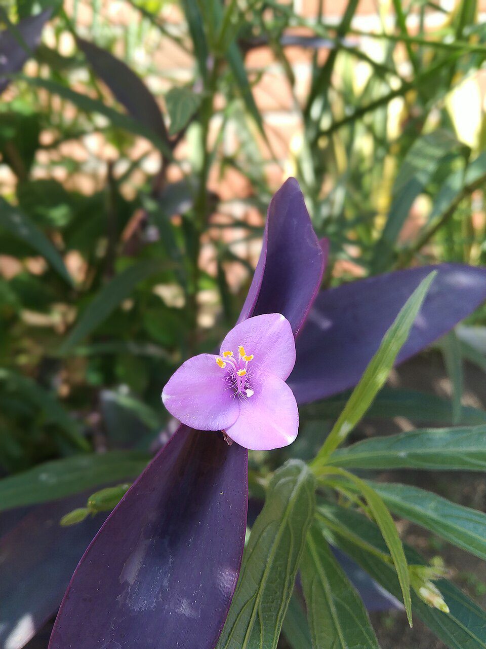 عکس واقعی گل سهگلبرگی صورتی Tradescantia pallida