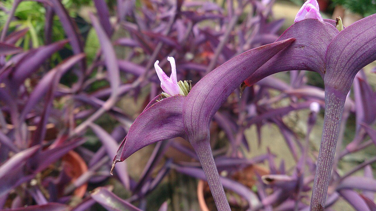 نمای مستند برگ و ساقه ارغوانی Tradescantia pallida با گل کوچک صورتی