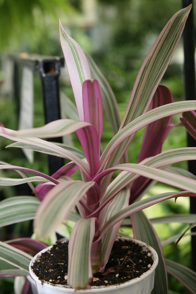 زیپلین چیست؟ شناسایی و نگهداری Tradescantia spathacea زیپلین Tradescantia spathacea با برگهای نیزهای سبز و پشت برگ بنفش در نمای واقعی گیاه