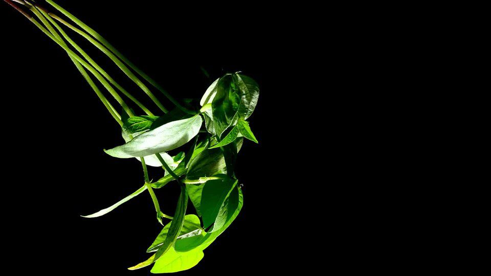 گیاهچههای سبز جوان ماش Vigna radiata روی پسزمینه تیره در ثبت آزمایشگاهی