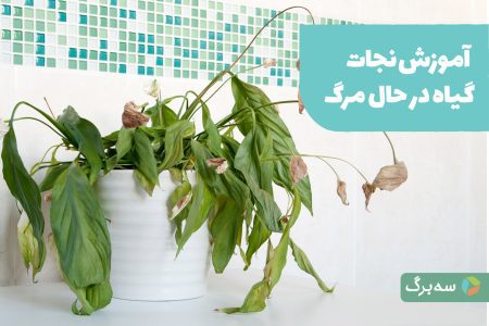 آموزش نجات گیاه در حال مرگ