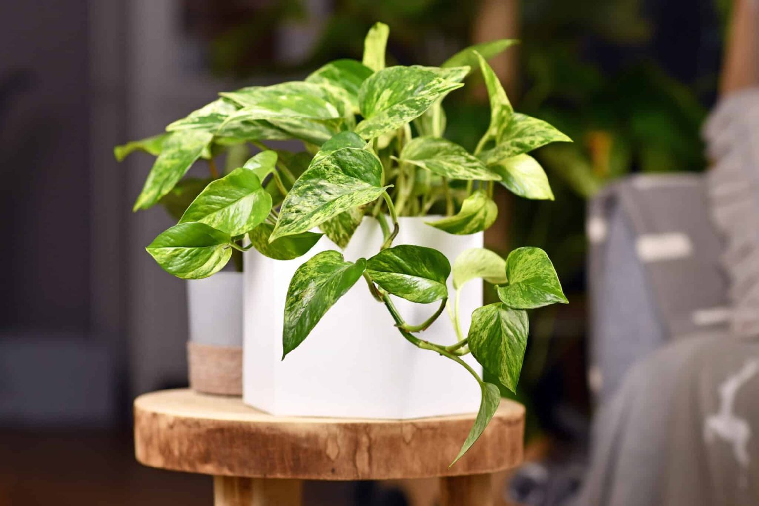 پتوس پتوس ( Epipremnum aureum )