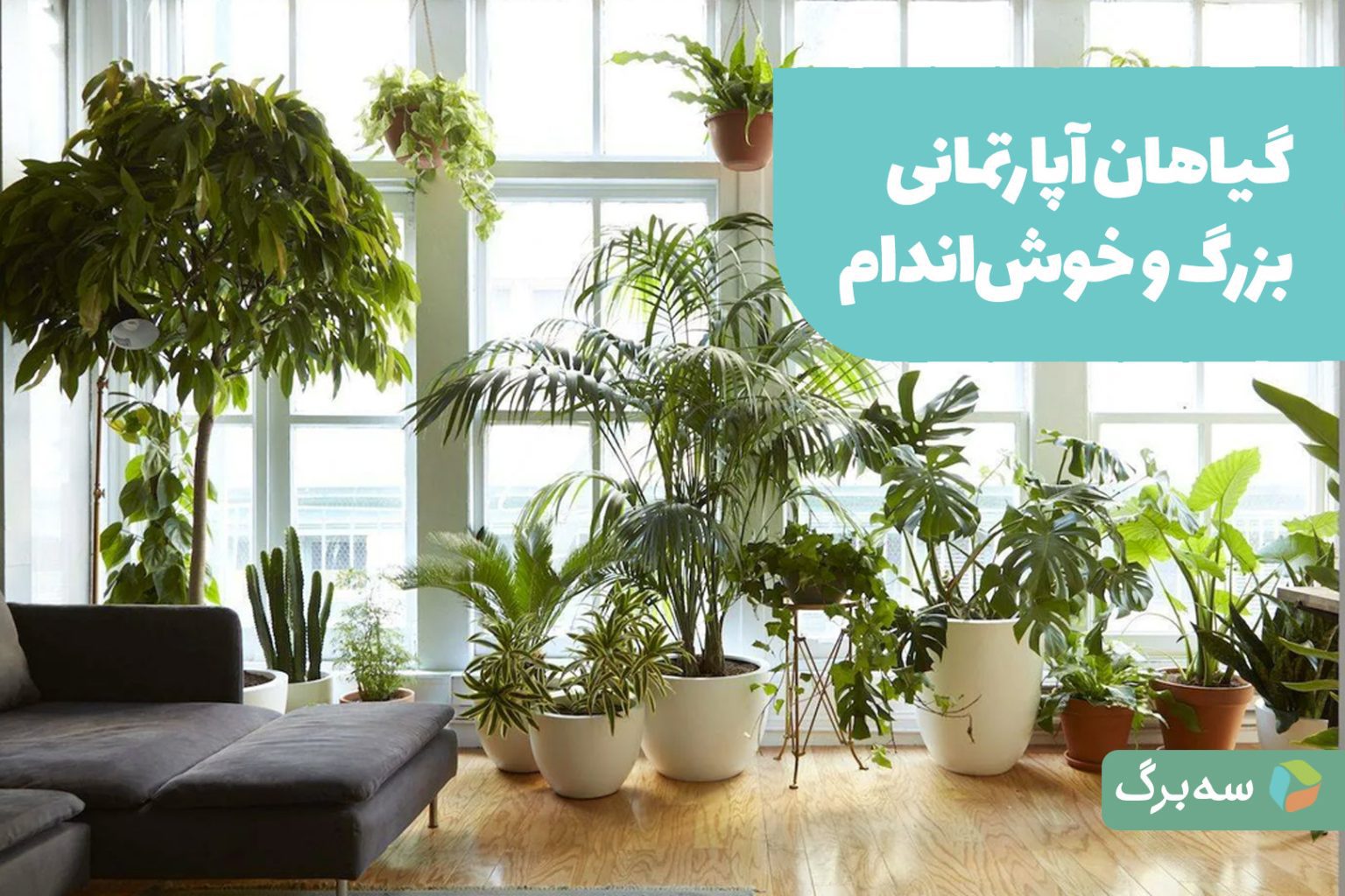 چند گیاه آپارتمانی بزرگ در فضای داخلی
