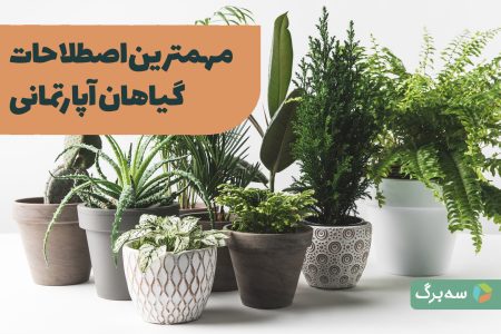 اصطلاحات گیاهان آپارتمانی