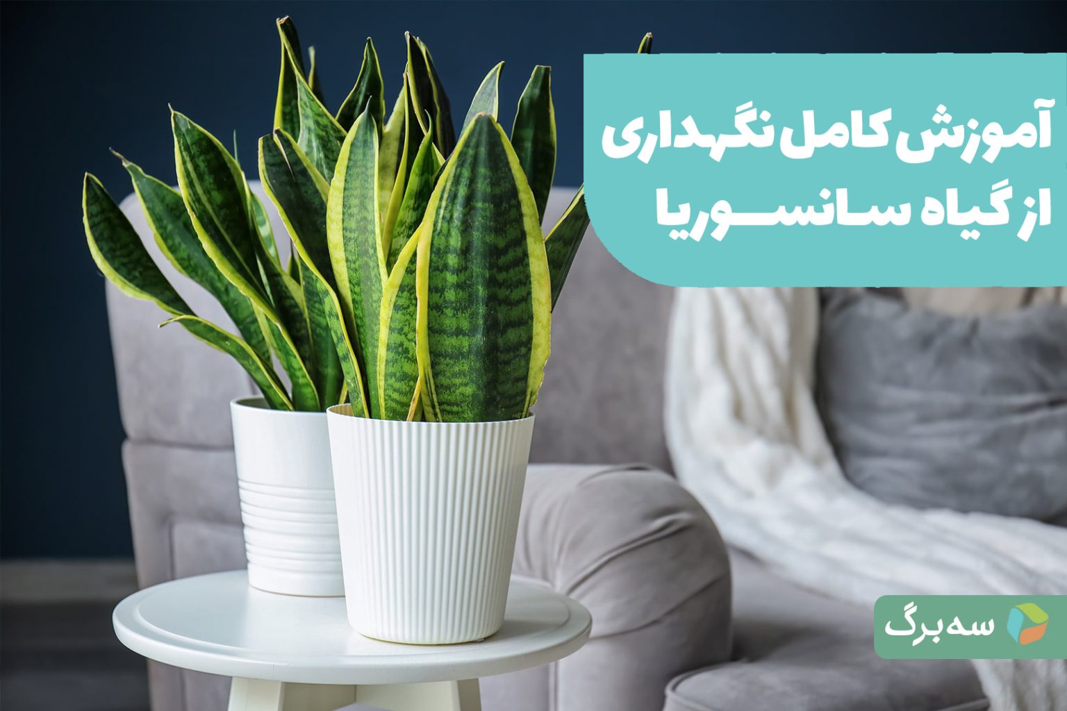 آموزش نگهداری از سانسوریا