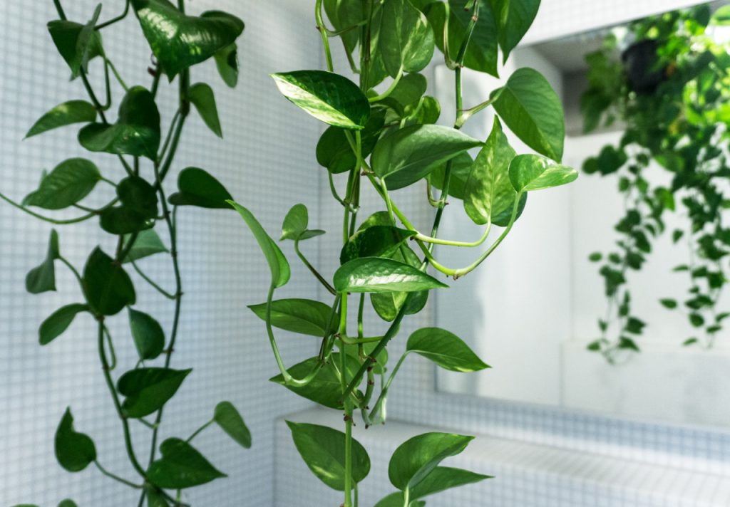 گیاهان آپارتمانی با رشد سریع پتوس
